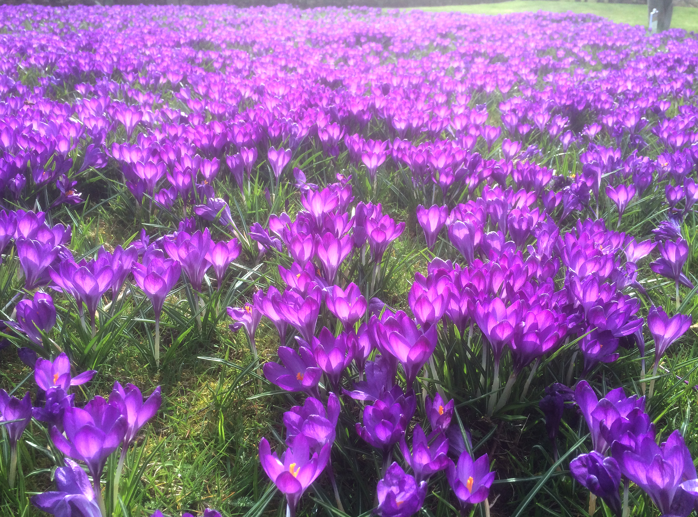 Photograph of a beautiful sea of purple crocuses