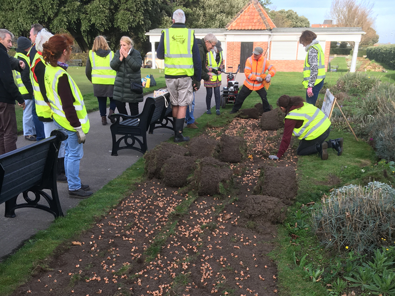 4000 Purple Crocus Corms Planted