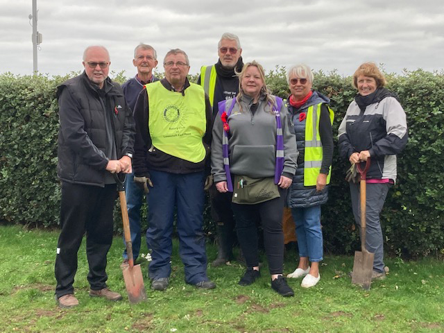 4000 Purple Crocus Corms Planted Again