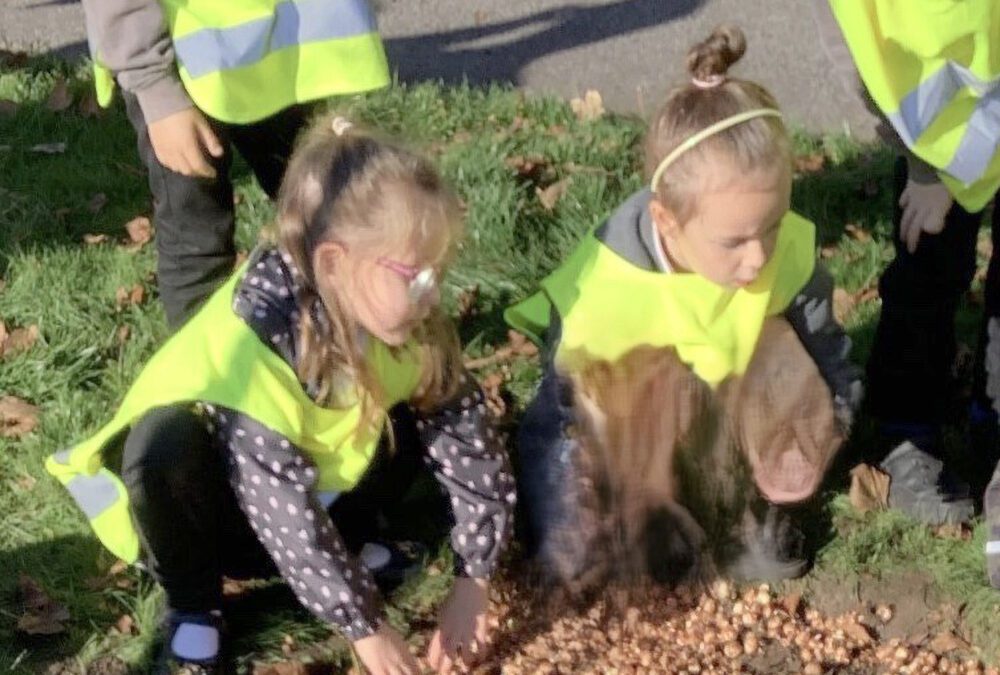 8000 purple crocus corms planted for World Polio Day