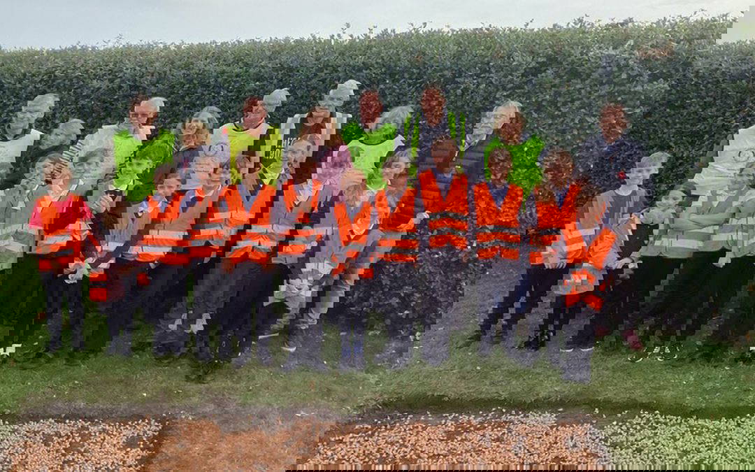 Crocus planting in Kensington Gardens